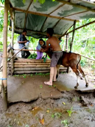Kegiatan Pelaksanaan Kesehatan Hewan (Aktif Servis) Di Desa Banyuseri